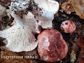 Hygrophorus russula-amf965-3